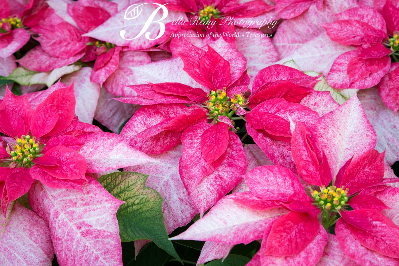 Longwood18nov13-1253