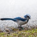 MerrittNWR12dec13-0885