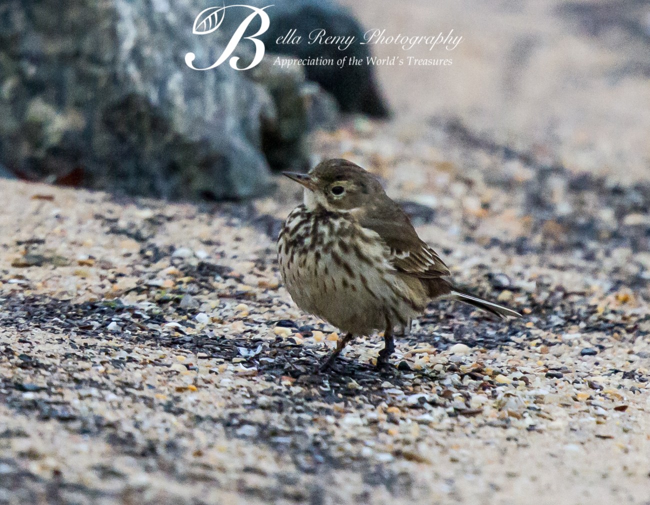 FTsmallwood5jan14-9998