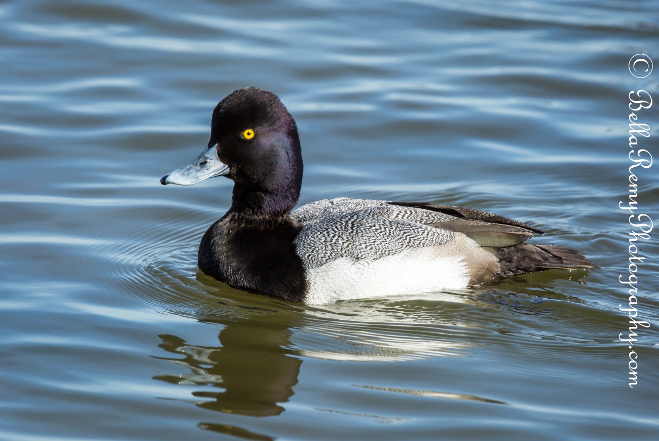 Lesser Scaup