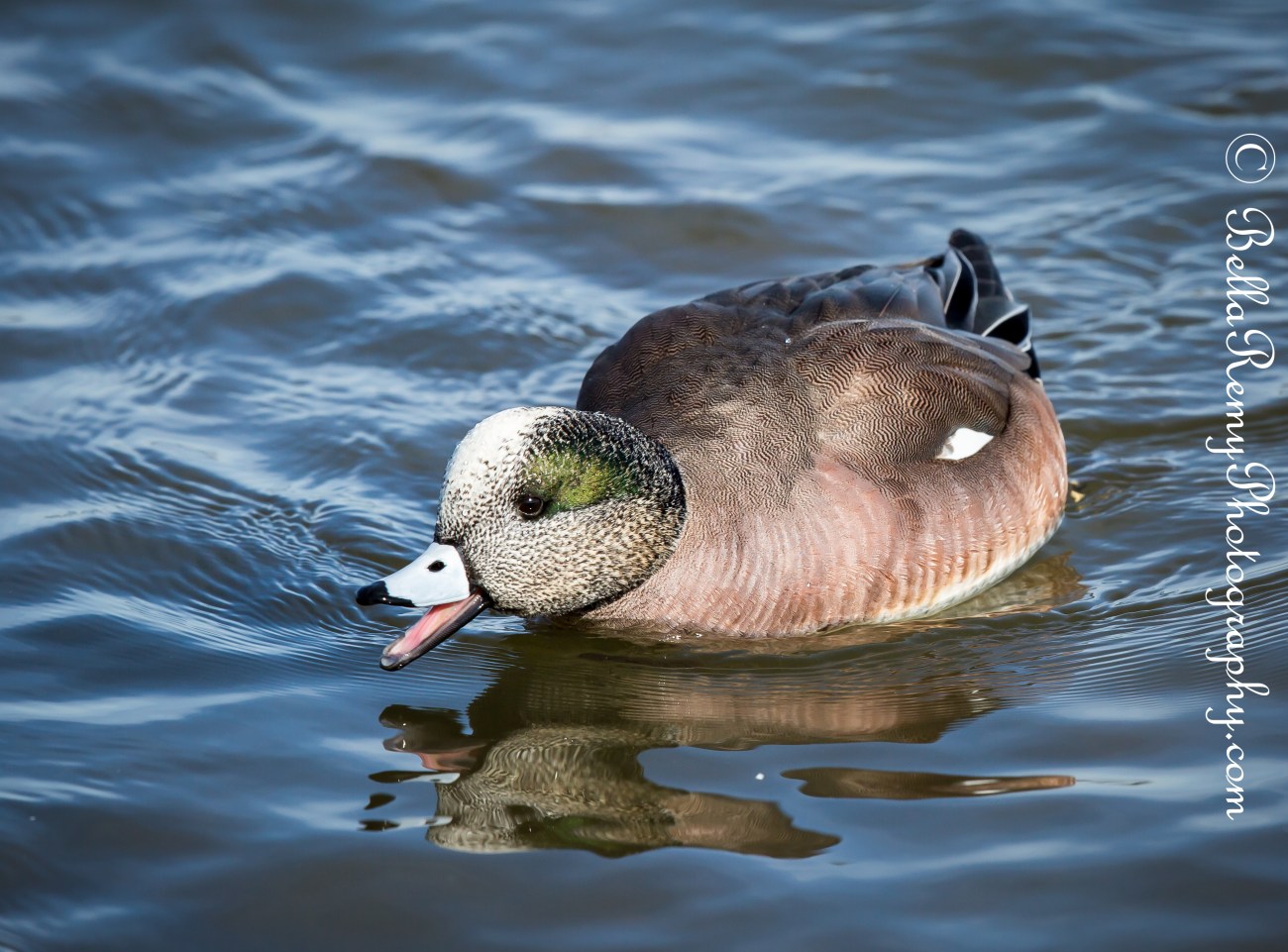American Widgeon