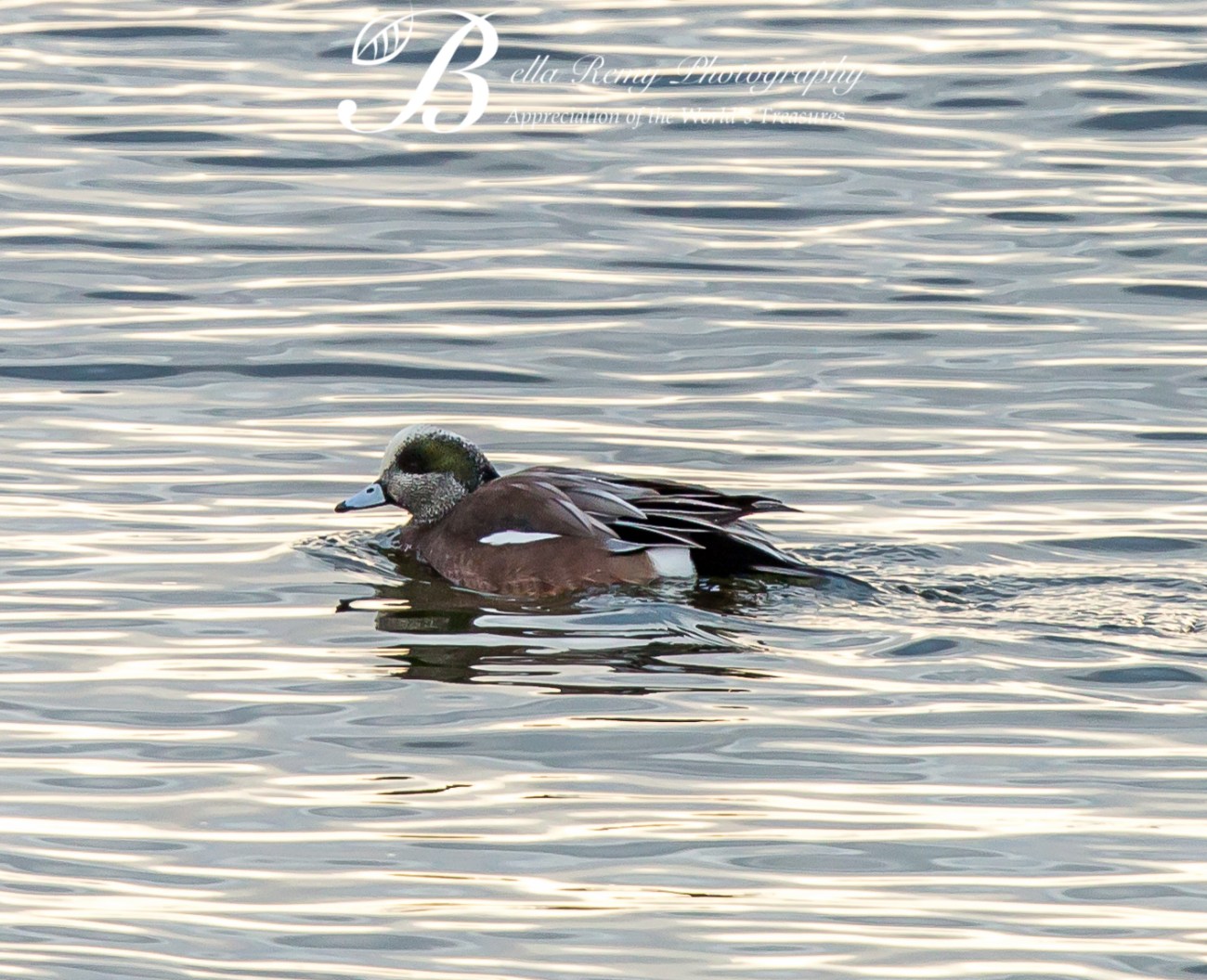 American Widgeon