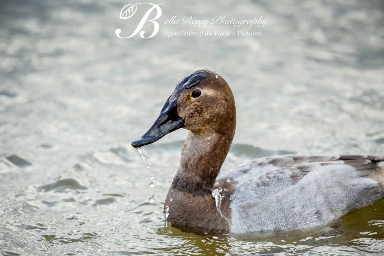 Canvasback Duck - Female