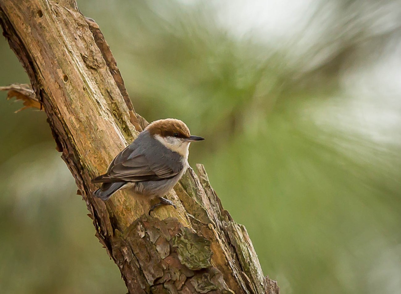 Brown Headed Nuthatch