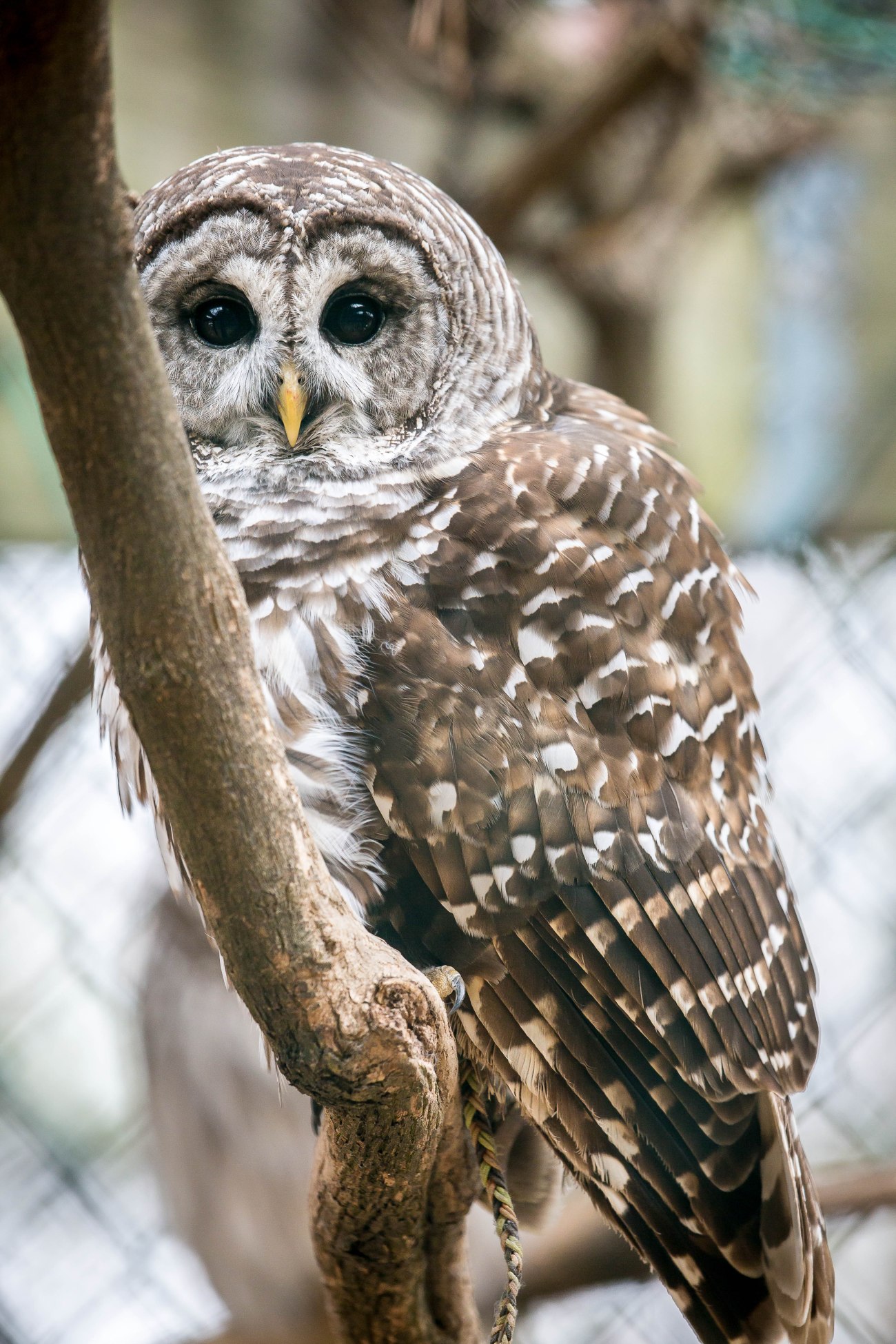 Barred Owl