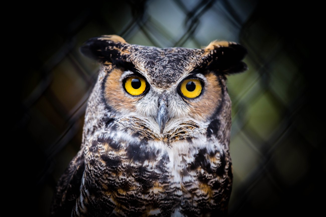 Great Horned Owl