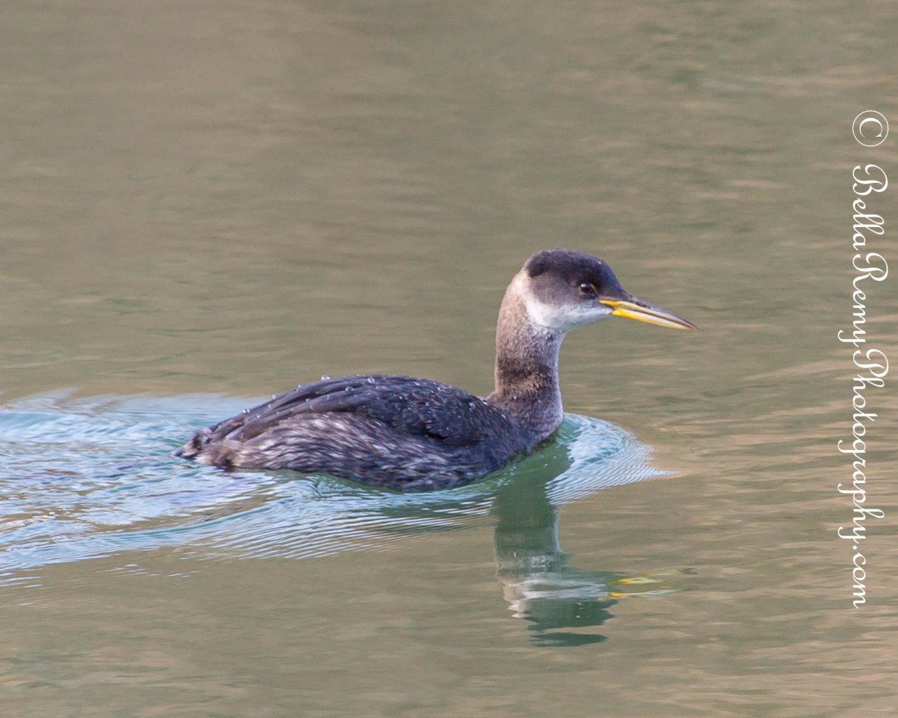 Red Necked Grebe