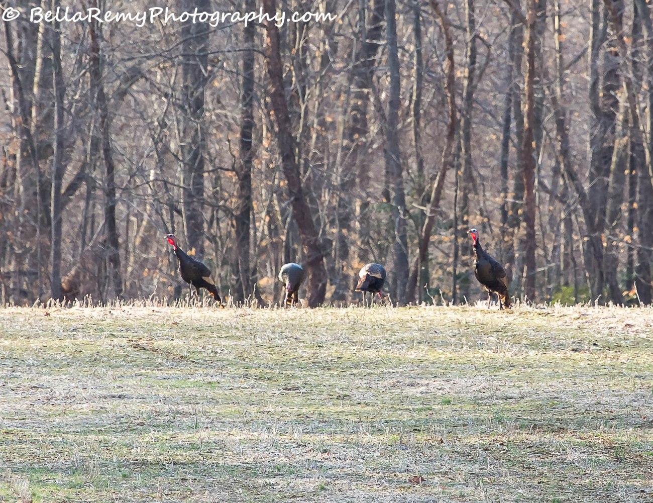 brandwine21mar14-0152