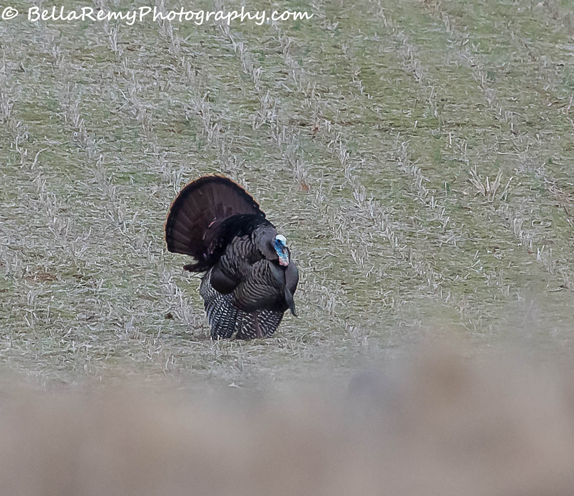 brandwine21mar14-0201