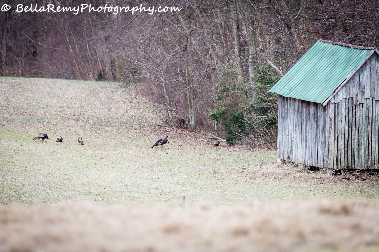 brandwine21mar14-0233