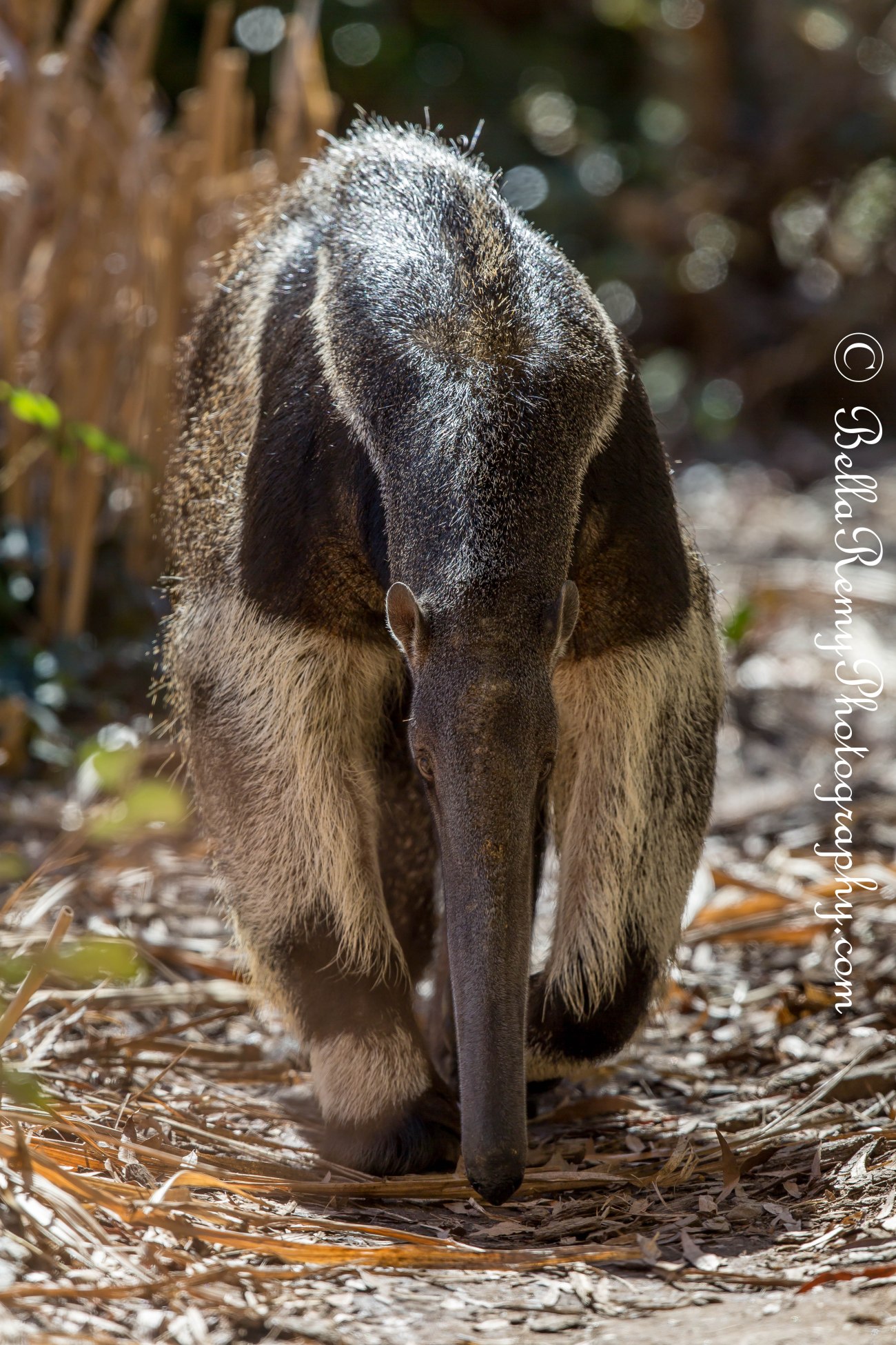Giant Anteater