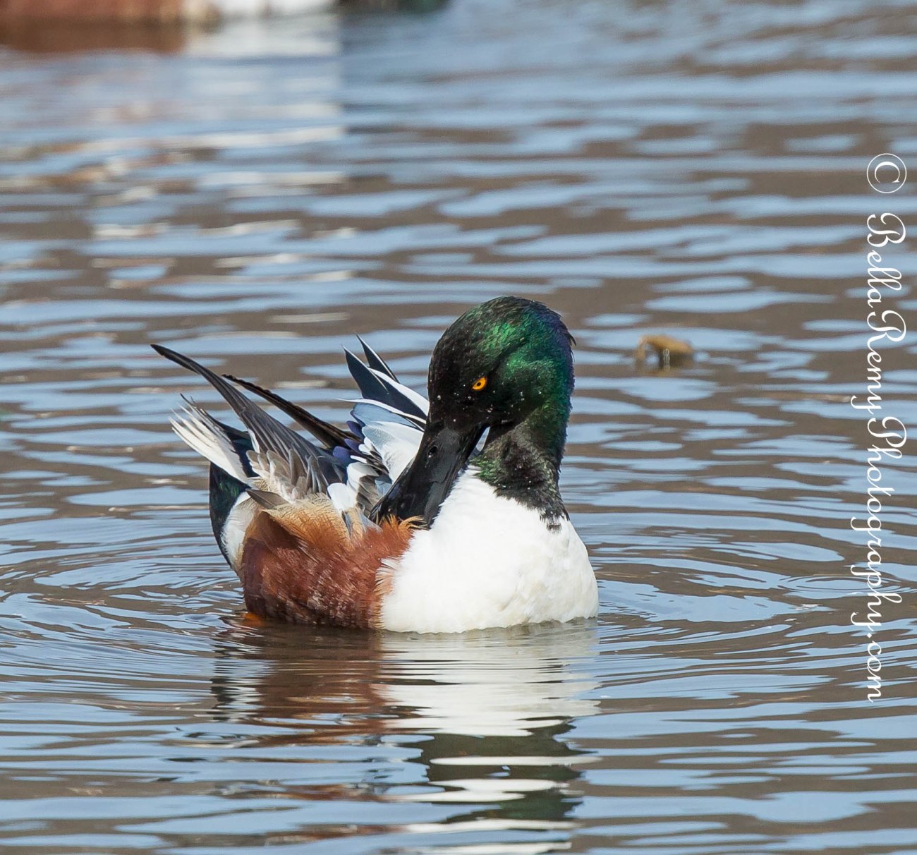 Northern Shoveler