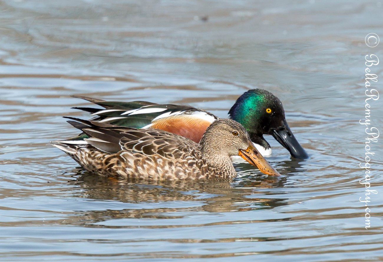 Northern Shoveler