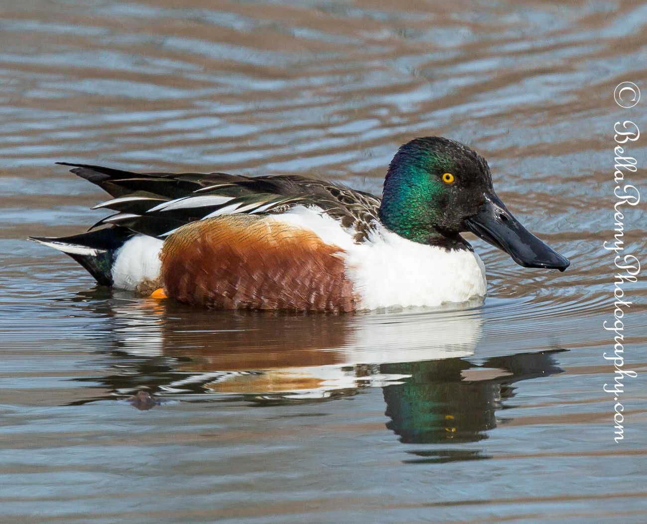 Northern Shoveler