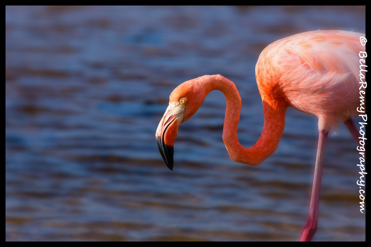 gal04apr14pm-2954-Edit