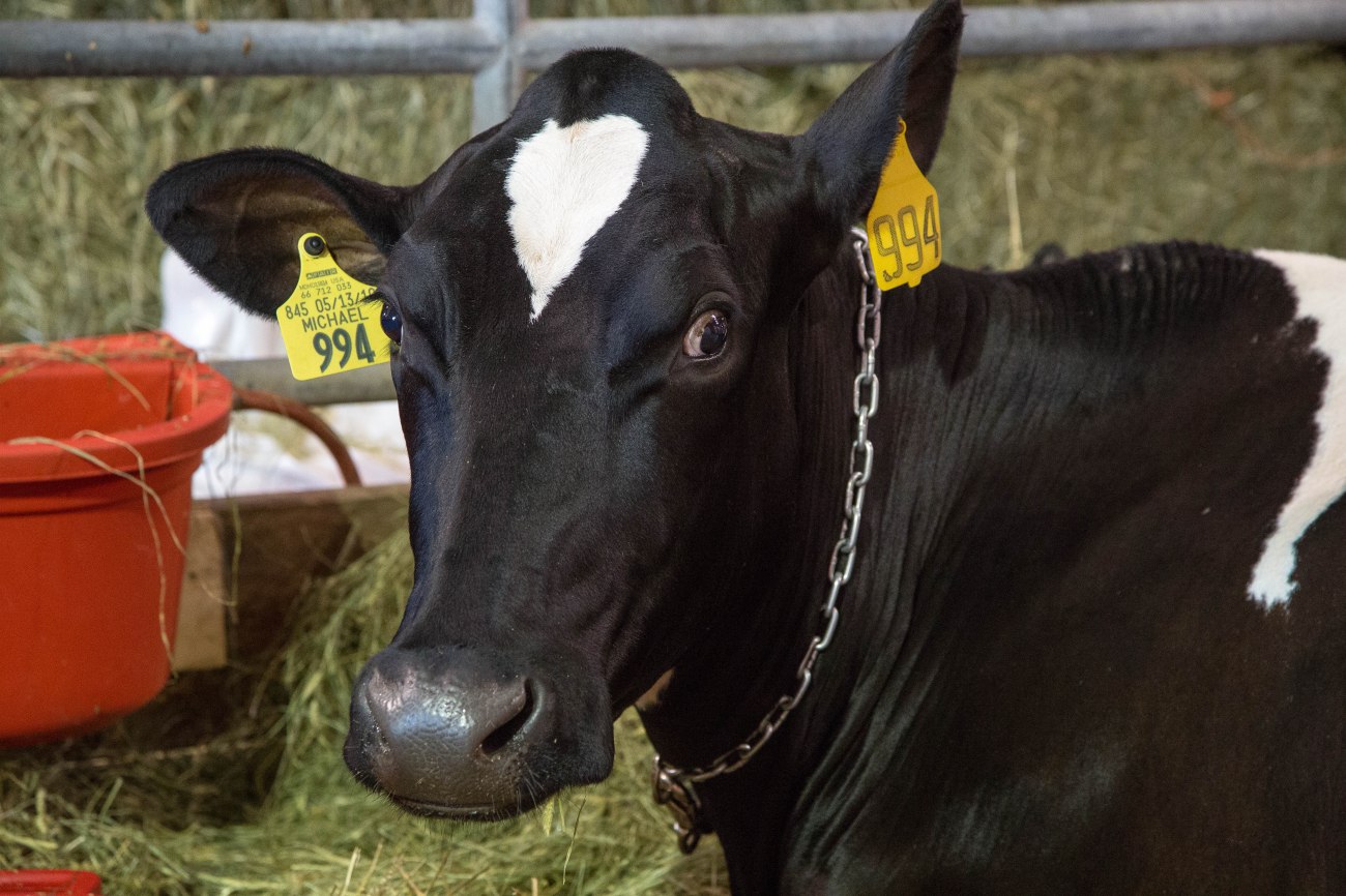 MDSTFAIR24aug13-8668