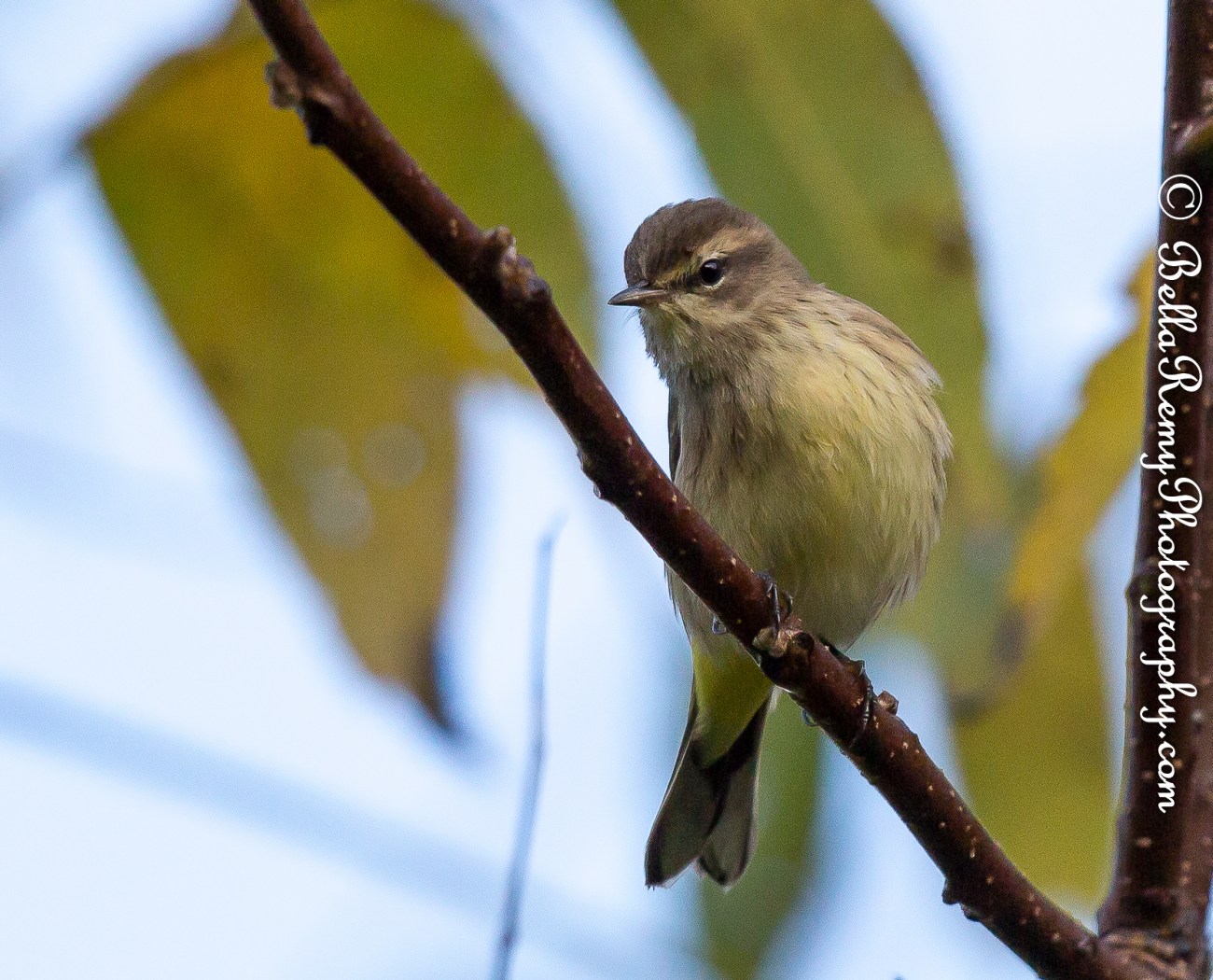 Palm Warbler