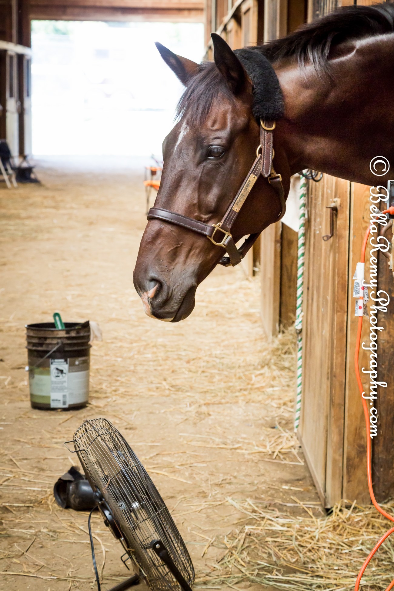 MDStFair27aug14-8586