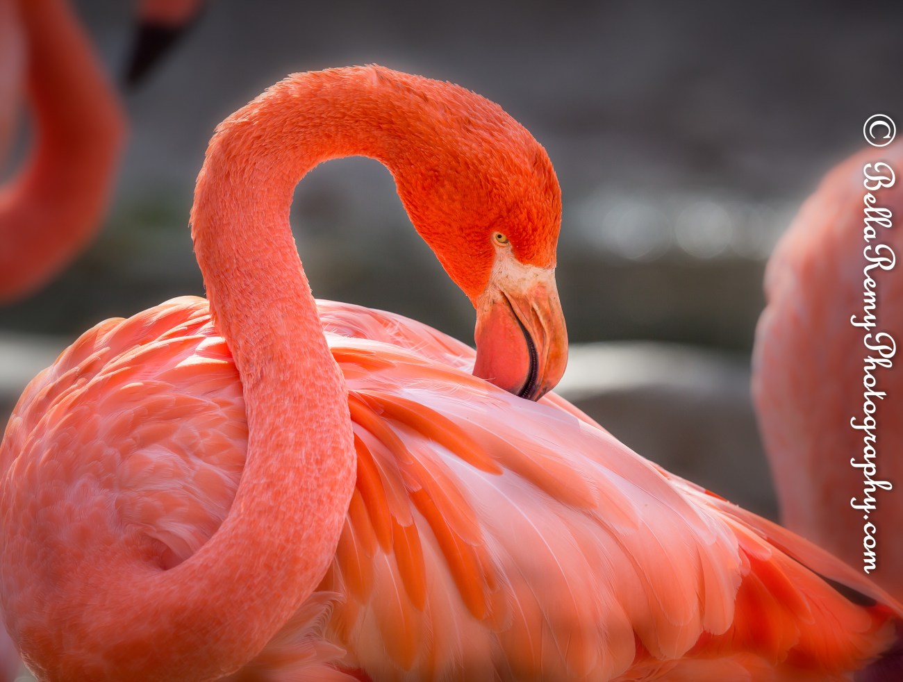 Balzoo24oct14-9527-Edit