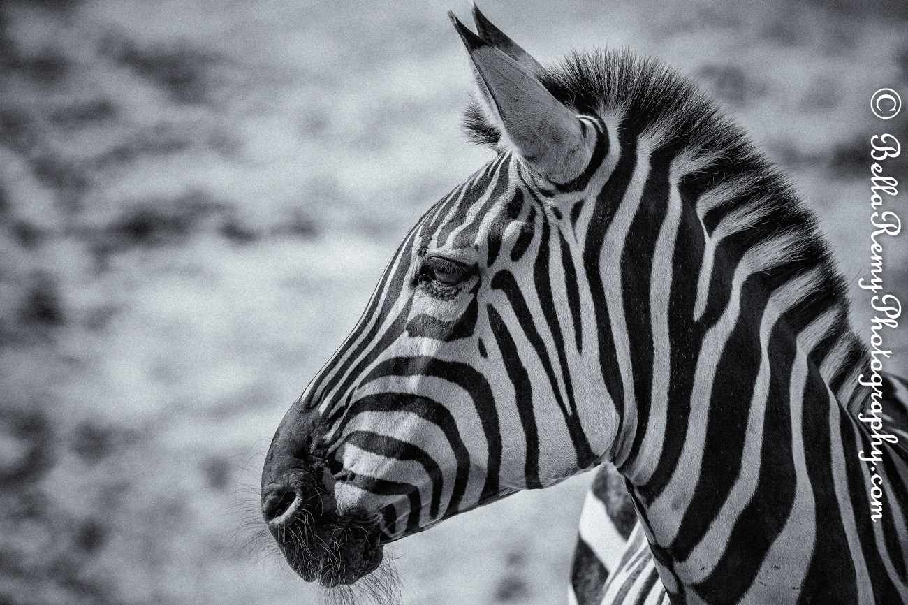 Balzoo24oct14-9532-Edit