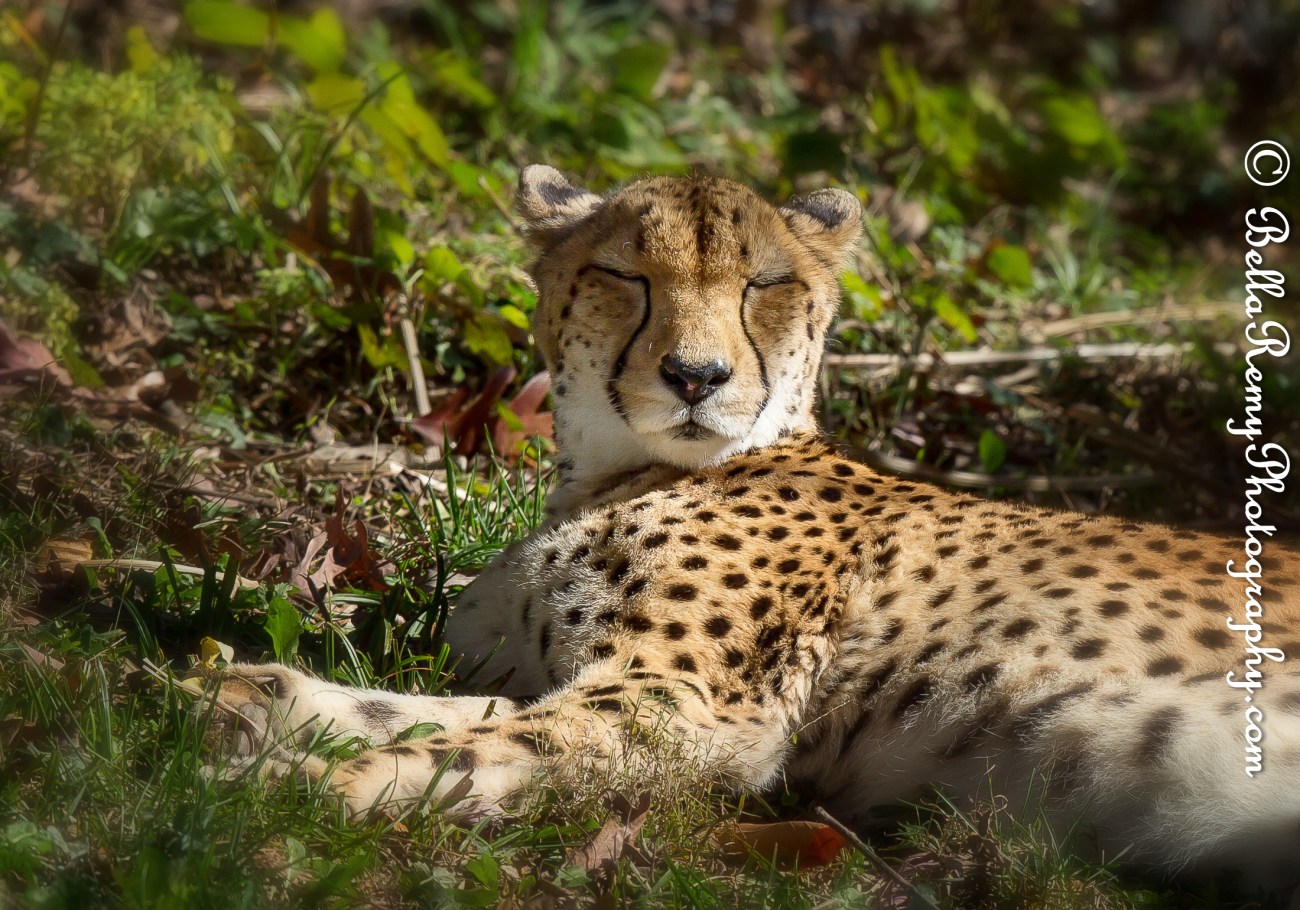 Balzoo24oct14-9543-Edit