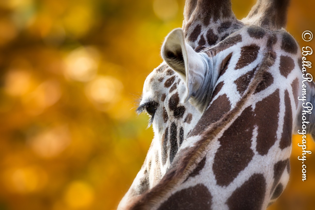 Balzoo24oct14-9589-Edit