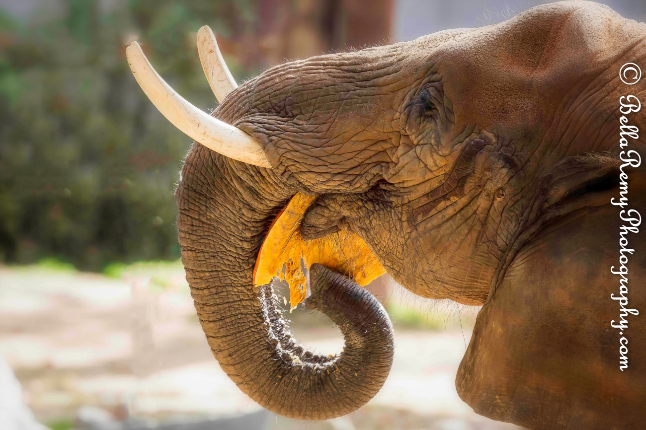 Balzoo24oct14-9634-Edit-Edit