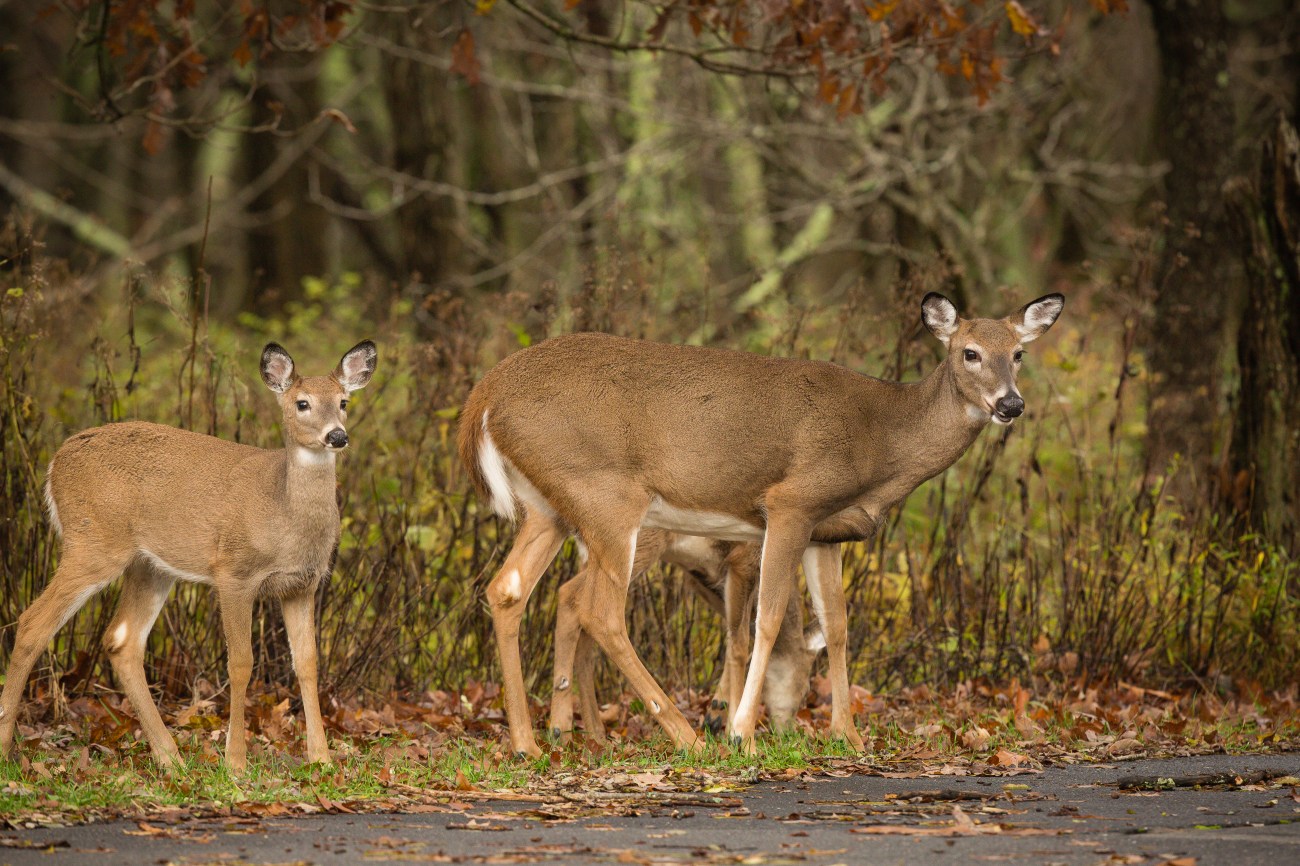 Shenandoah15oct14-8319