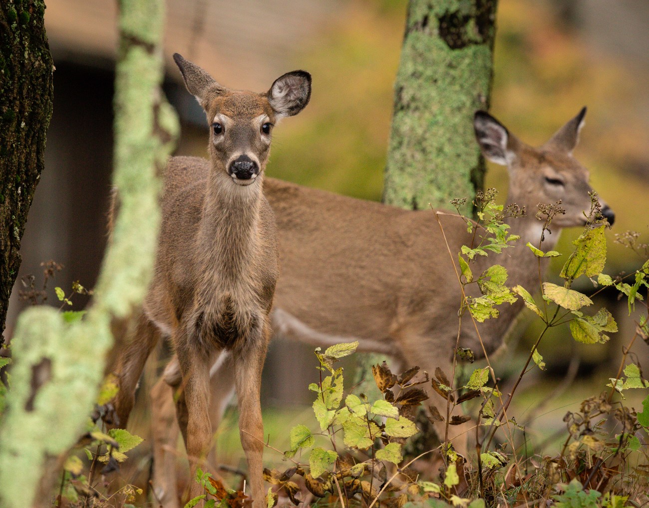 Shenandoah15oct14-8344