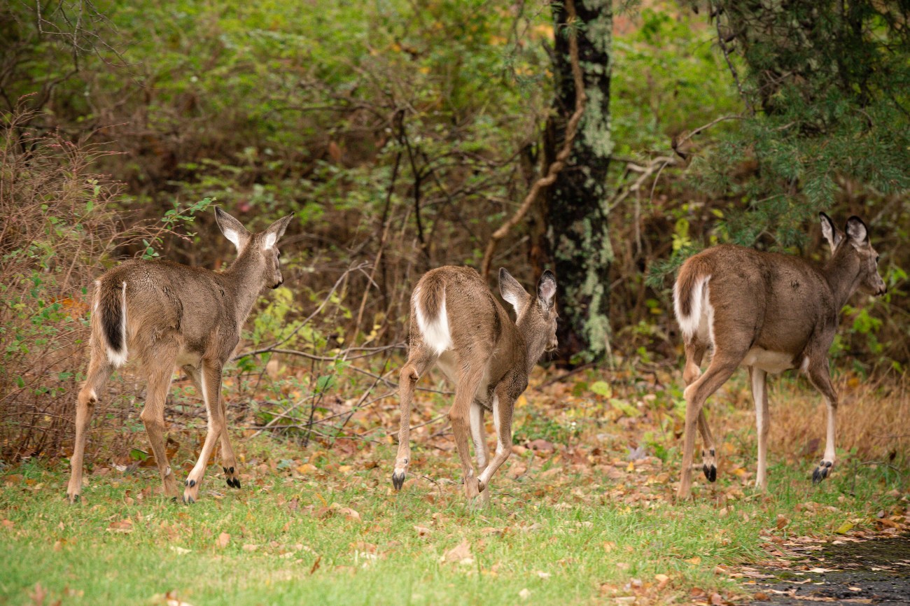 Shenandoah15oct14-8398