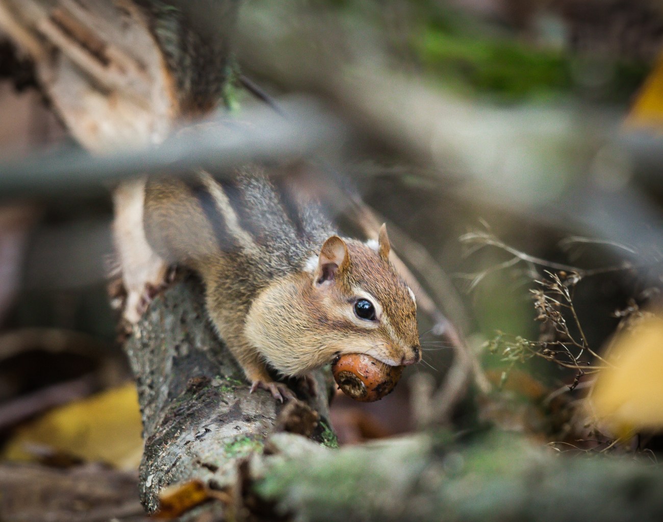 Shenandoah16oct14-8761