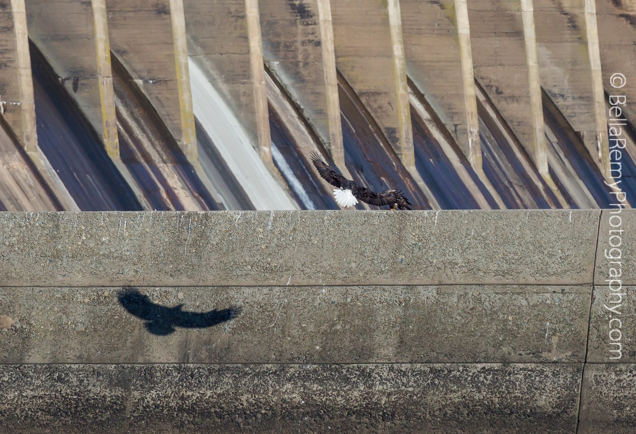 Conowingo22nov14-0598