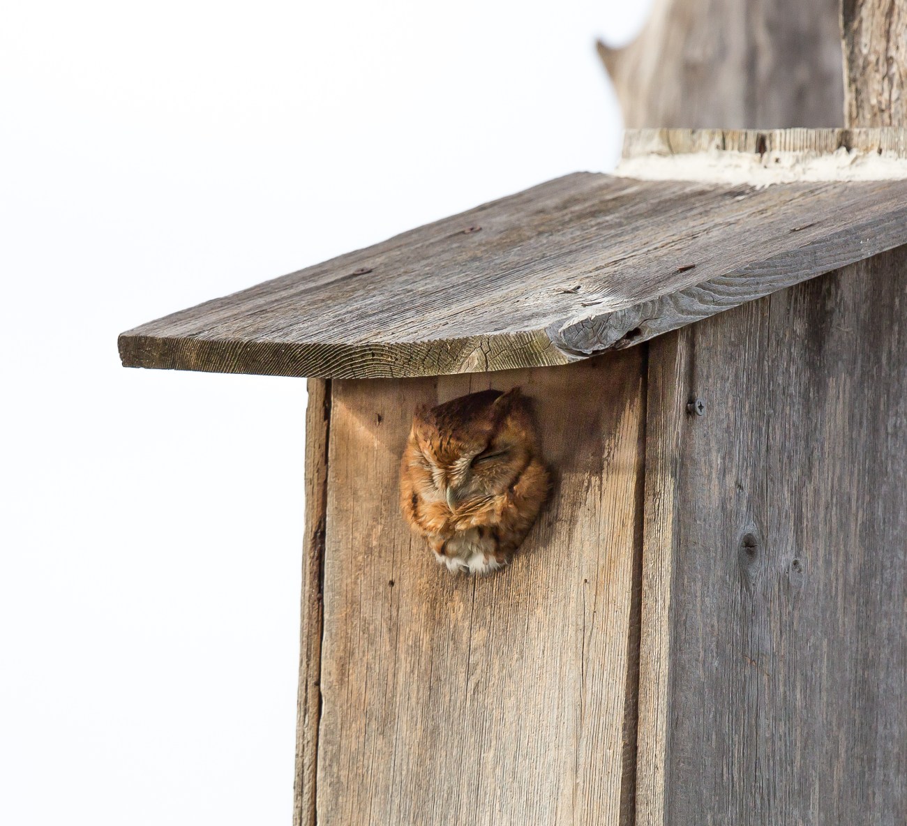 Conowingo22nov14-0836