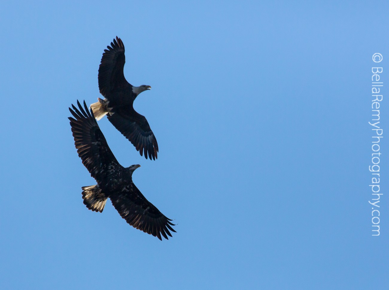Conowingo22nov14-0886