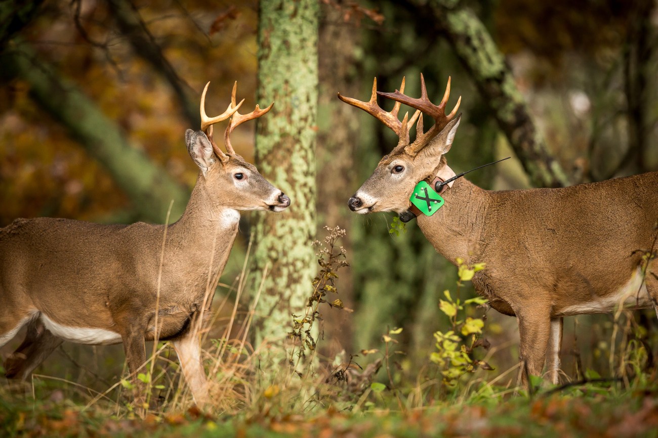 Shenandoah16oct14-8559