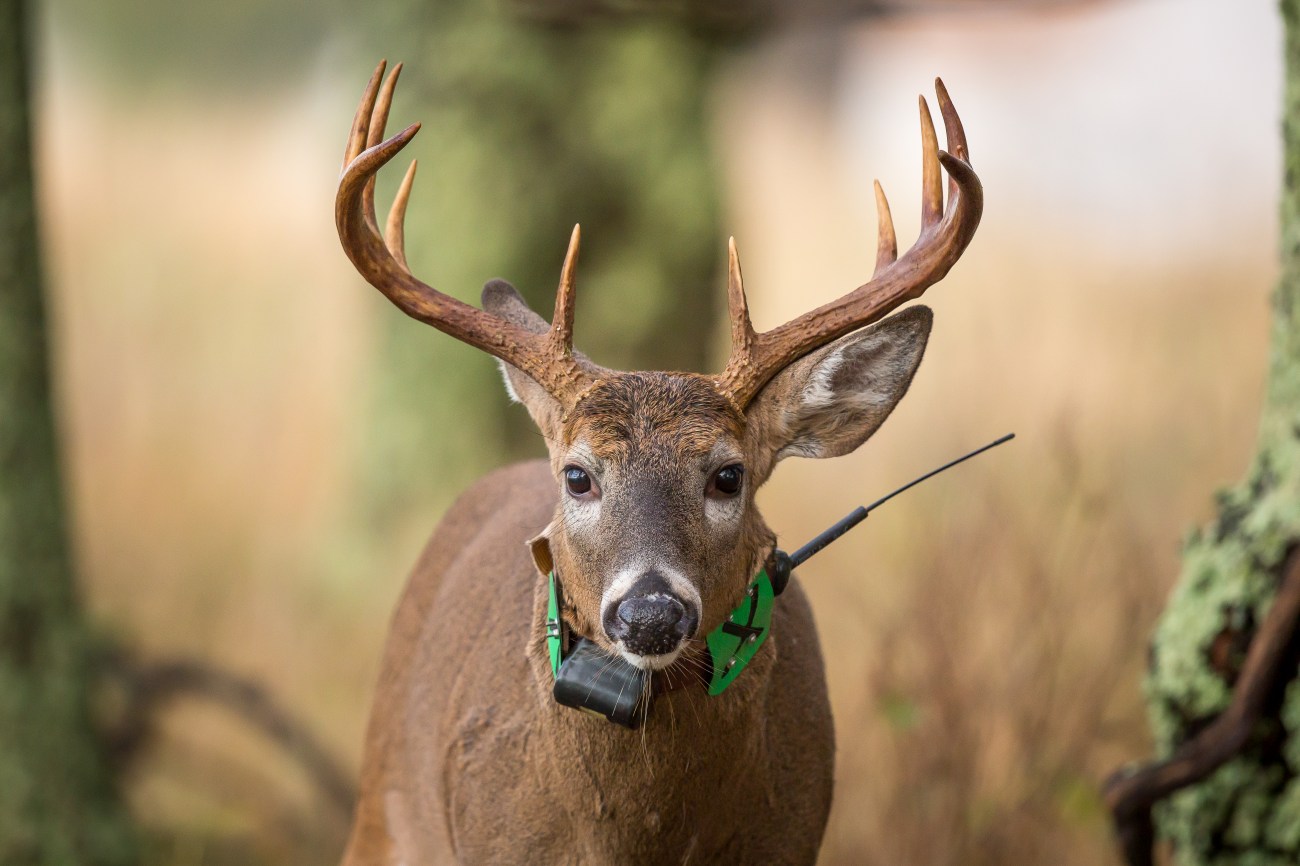 Shenandoah16oct14-8652