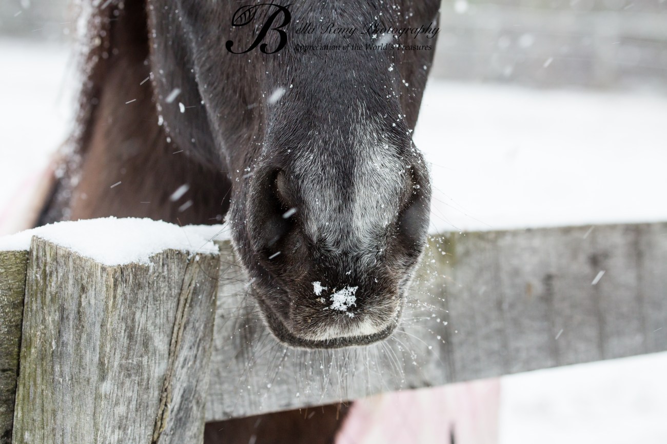 11281345563_8c6dc561f8_o