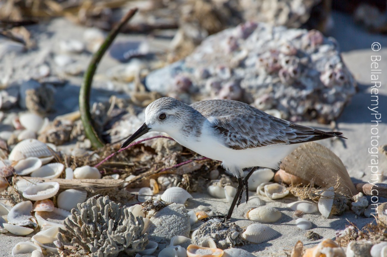 Sanderling