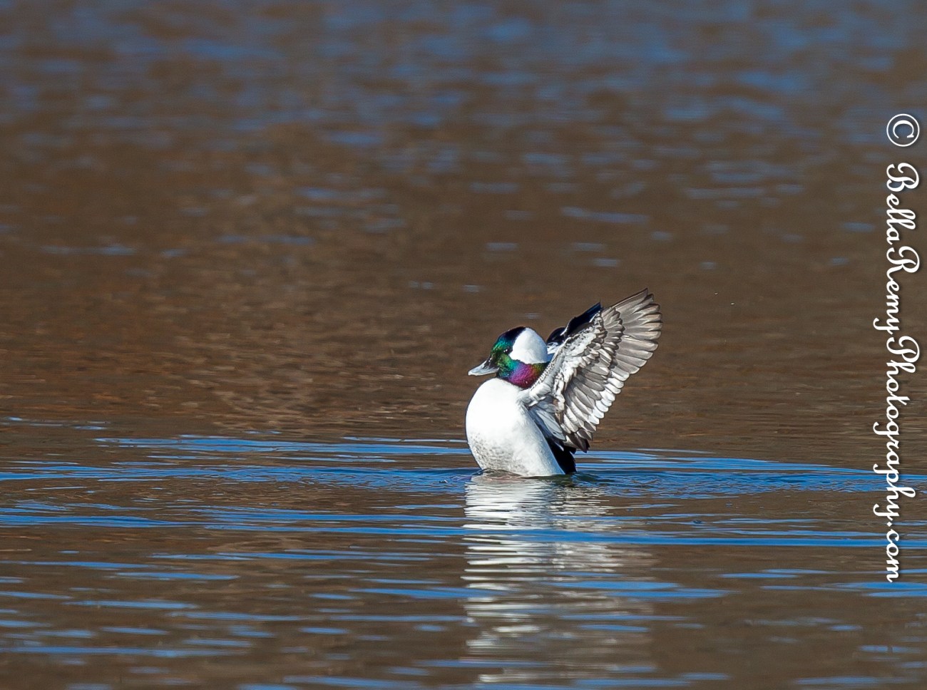 centennial17jan15-1272