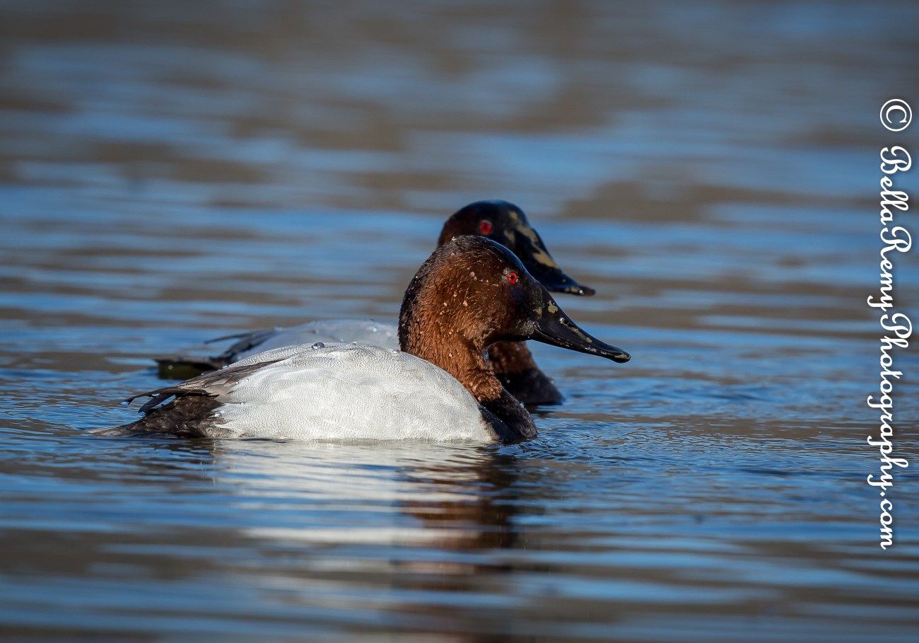 centennial17jan15-1342