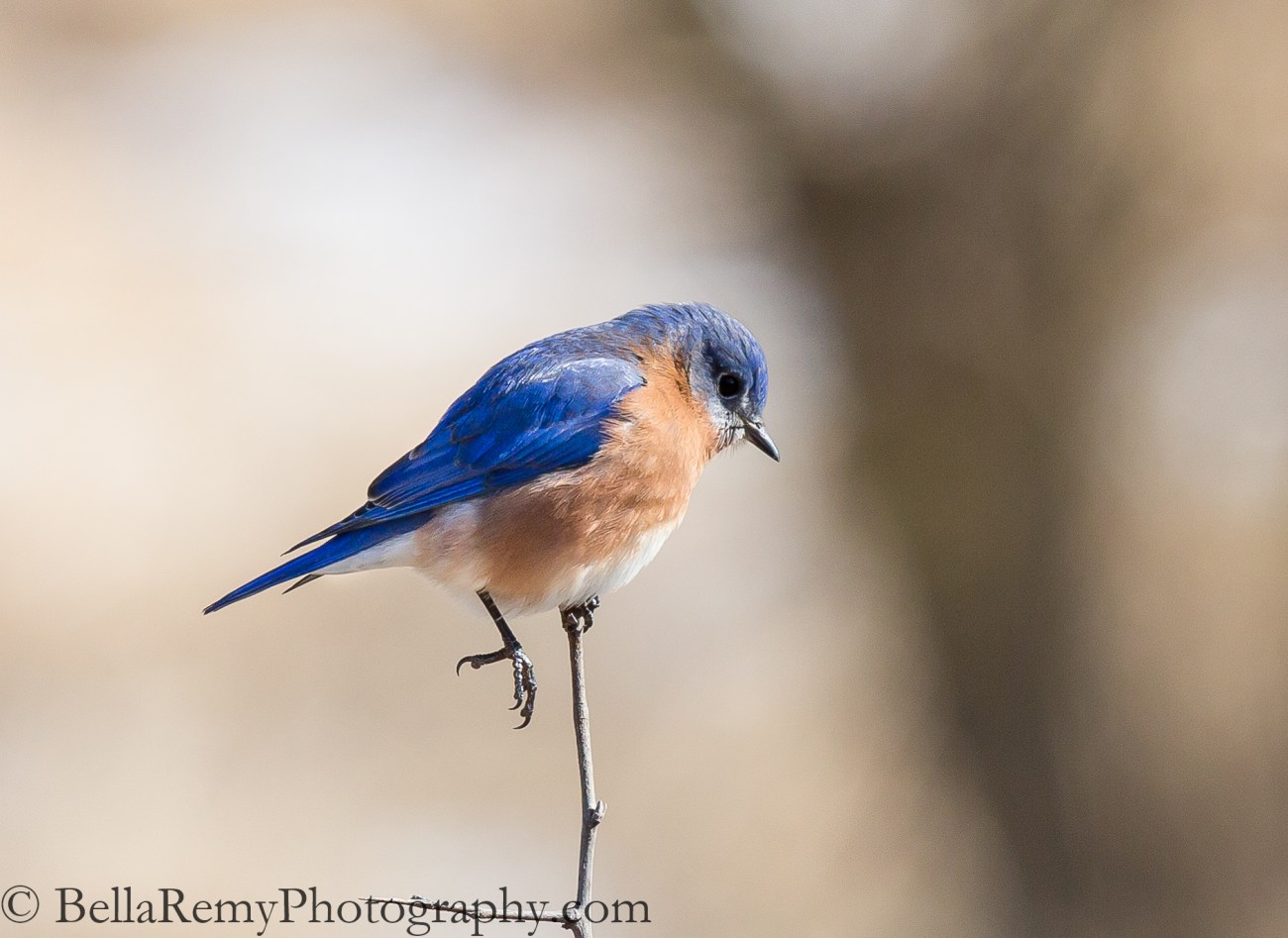 Eastern Bluebird