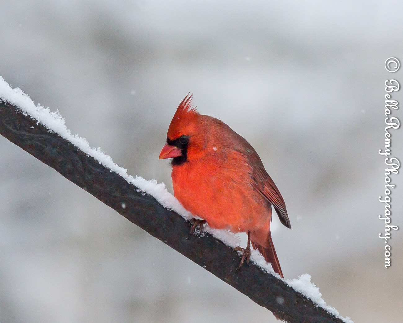 Northern Cardinal - Male