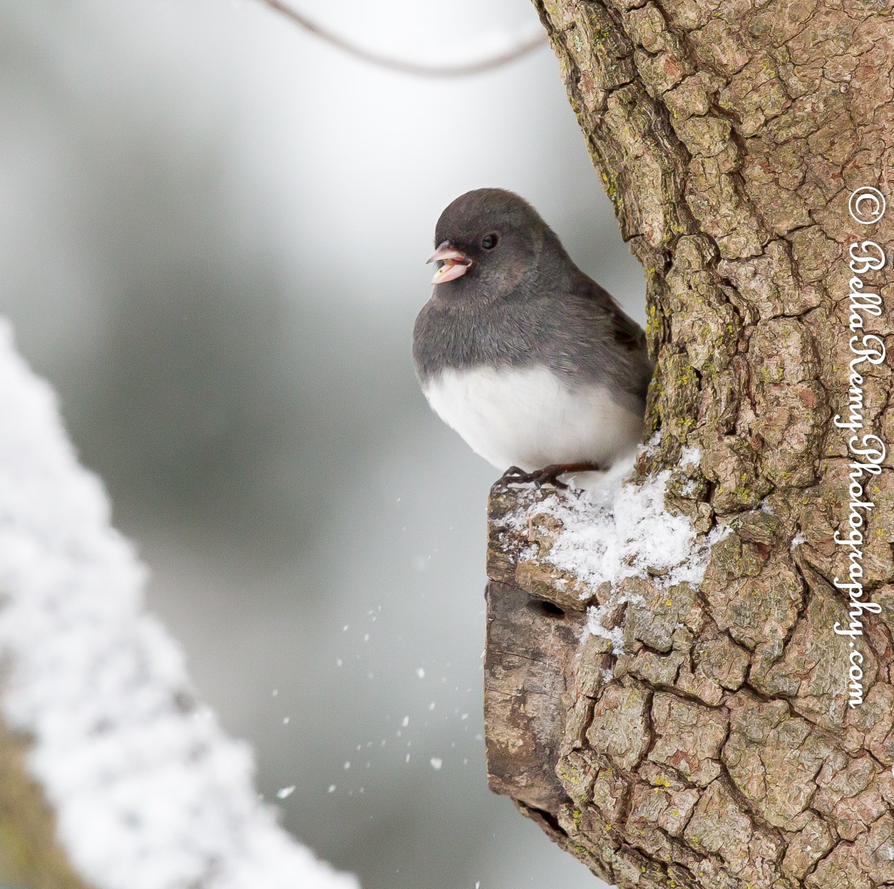 Dark Eyed Junco