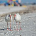 Sanibel6dec14-1076