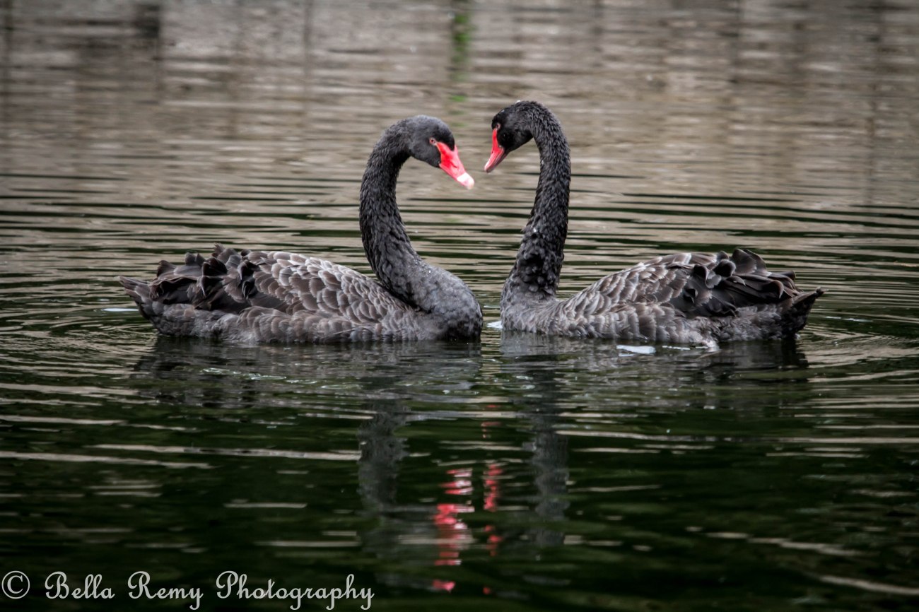 8396010825_68115e52f5_o