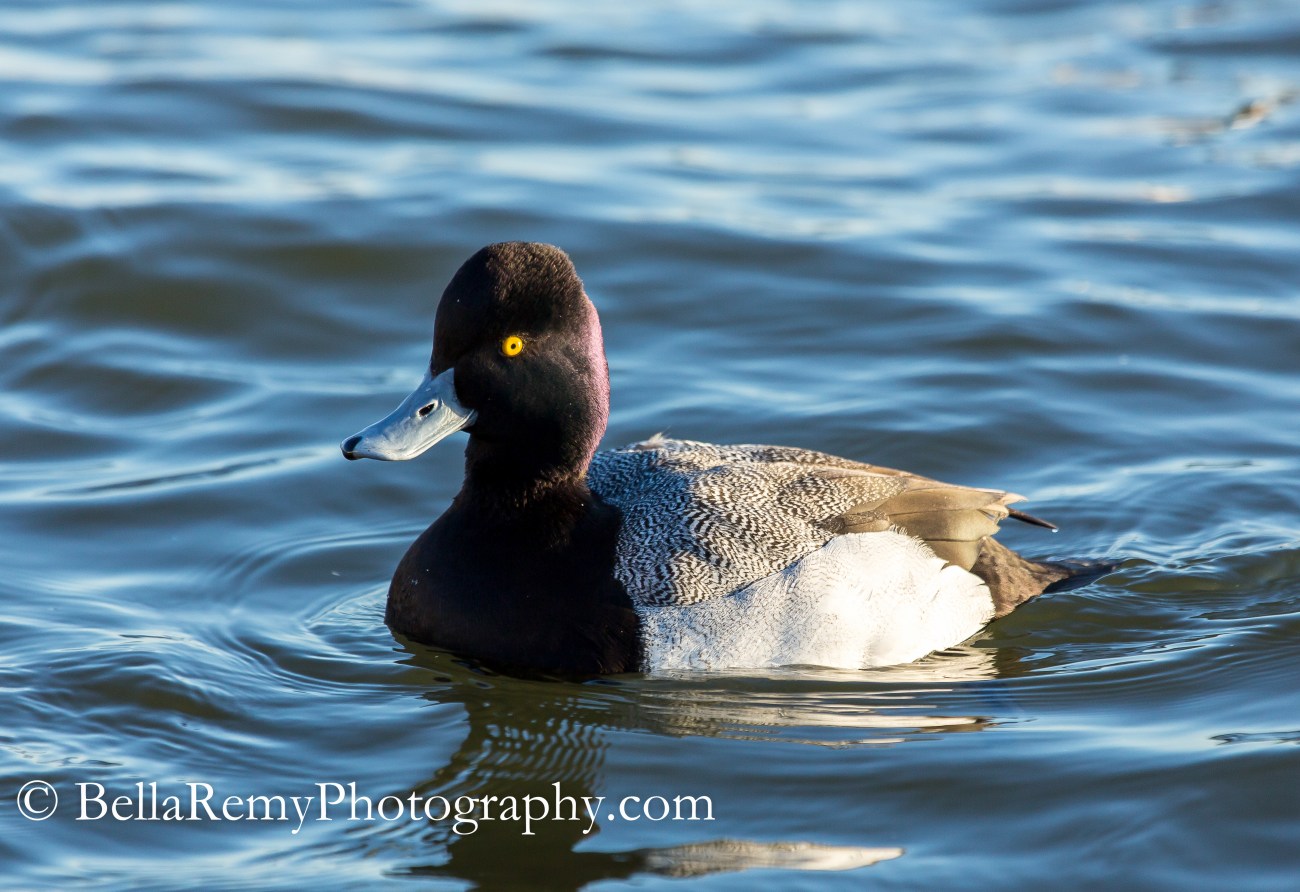 cambridge4feb15-2760