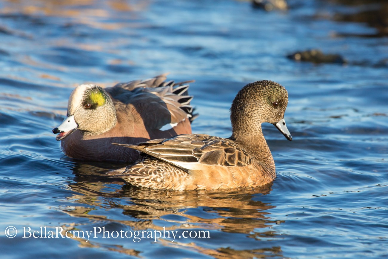 American Wigeon - Female and Male