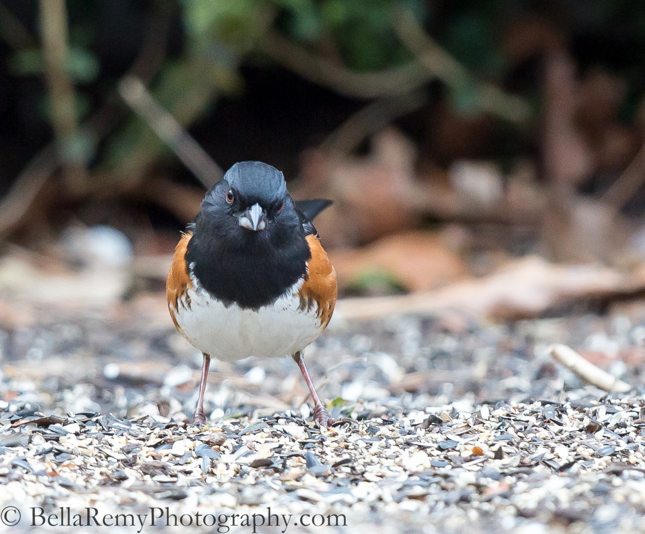 "So What are you Waiting For?" Signup already! Eastern Towhee