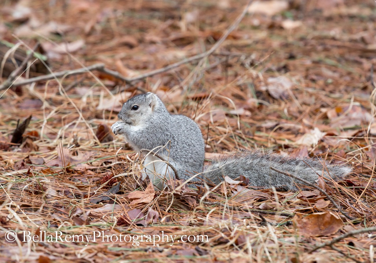 Delmarva Fox Squirrel