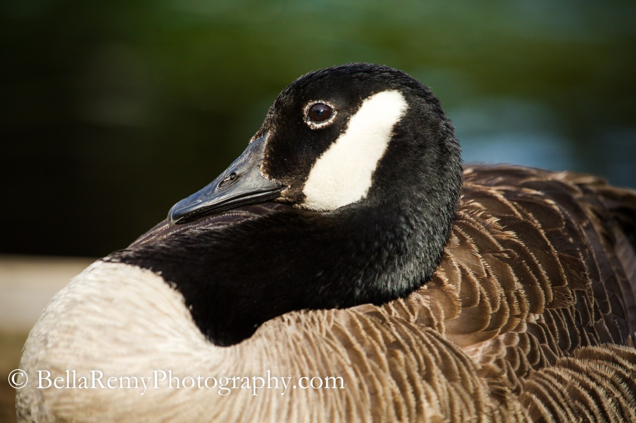 Canada Goose